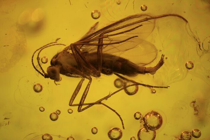 Detailed Fossil Fly (Diptera) In Baltic Amber #87236
